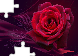 Kwiat, Róża, Grafika