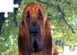 Bloodhound, Zieleń, Drzewo