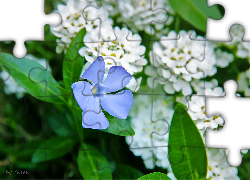 Barwinek, Niebieski, Kwiat