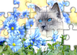 Kot, Niebieskie, Oczy, Margerytki
