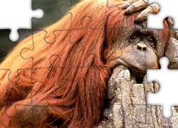 Smutna, Małpa, Orangutan