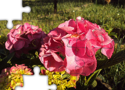 Hortensja Ogrodowa, Kwiaty, Różowe