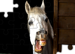 Biały, Koń, Zęby