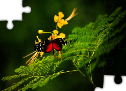 Motyl, Gałązki, Kwiat