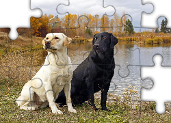 Dwa, Psy, Labradory, Jezioro