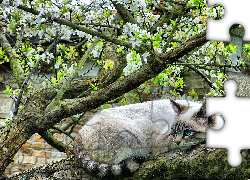 Drzewo, Kot, Obserwator