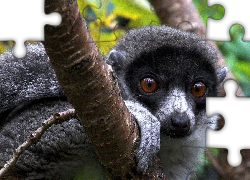 Lemur, Drzewo