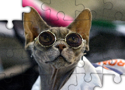 Śmieszne, Okulary, Kot