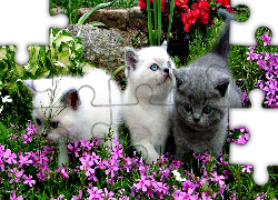 Koty, Kwiaty
