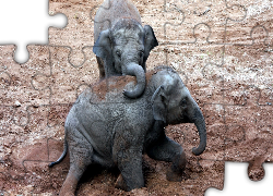 Dwa, Małe, Słonie