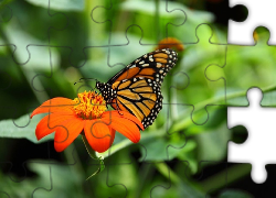 Kolorowy, Motyl, Monarcha