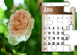 Kalendarz, Róża, Czerwiec, 2013r
