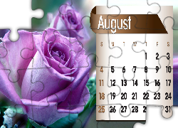 Kalendarz, Róża, Sierpień, 2013r