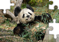 Miś, Panda, Bambus