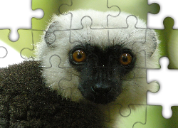 Lemur, Sifaka, Głowa, Oczy