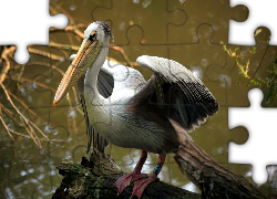 Ptak, Pelikan