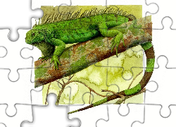 Iguana, Legwan Zielony, Rysunek