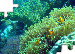 Koral, Ryby