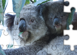 Dwa, Misie, Koala