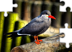 Ptak, Inca Tern