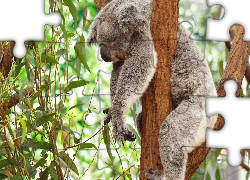 Koala, Drzewo, Sen
