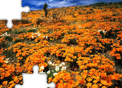 Kwitnące, Maczki, Pozłotki kalifornijskie