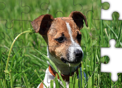 Jack Russel Terrier, Trawa