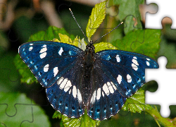 Niebieski, Motyl, Liście