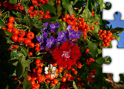 Kwiaty, Jarzębina