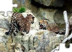 Jaguary, Skały
