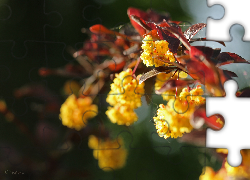 Berberys Thunberga, Krzew, Żółte, Kwiaty