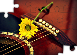 Gitara, Żółty, Kwiat, Gerbera