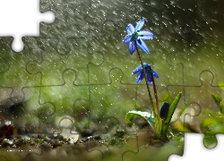Cebulica Syberyjska, Niebieski, Kwiat, Deszcz
