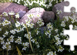 Ogród, Kamienie, Białe, Kwiaty