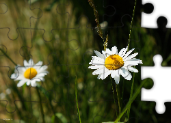 Kwiaty, Margarytki