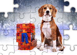 Beagle, Prezenty, Padający, Śnieg