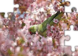 Ptaszek, Papuga, Kwiaty