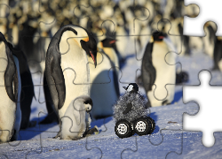 Zdziwione, Pingwiny, Lód