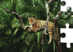 Leżący, Jaguar, Drzewa, Palmy