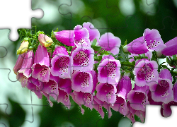 Kwiaty, Naparstnica purpurowa