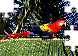 Papuga, ara, czerwona, ptak, palma