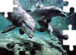 Podwodny, Świat, Delfiny