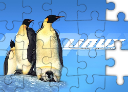 System, Linux, Rodzinka, Pingwinów