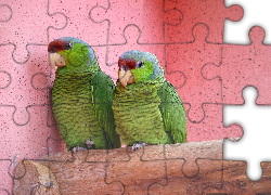Dwie, Zielone, Papużki