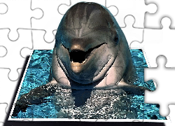 Delfin, Woda, Grafika