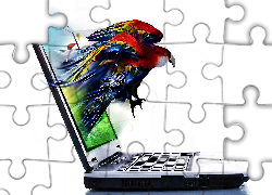 Papuga, Komputer, 4D