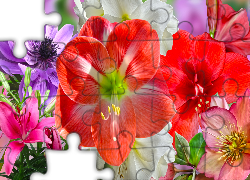 Kwiaty, Amarylisy, Zawilec, Lilia, Grafika