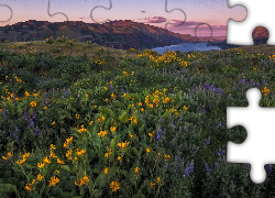 Rezerwat przyrody, Columbia River Gorge, Góry, Łąka, Kwiaty, Łubin, Balsamorhiza, Stan Oregon, Stany Zjednoczone
