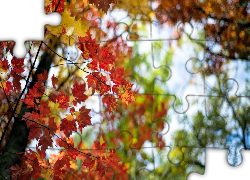 Jesień, Drzewa, Klon, Kolorowe, Liście