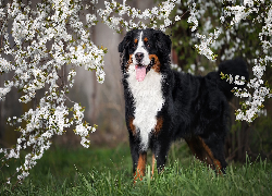 Berneński pies pasterski, Pies, Kwiaty, Białe